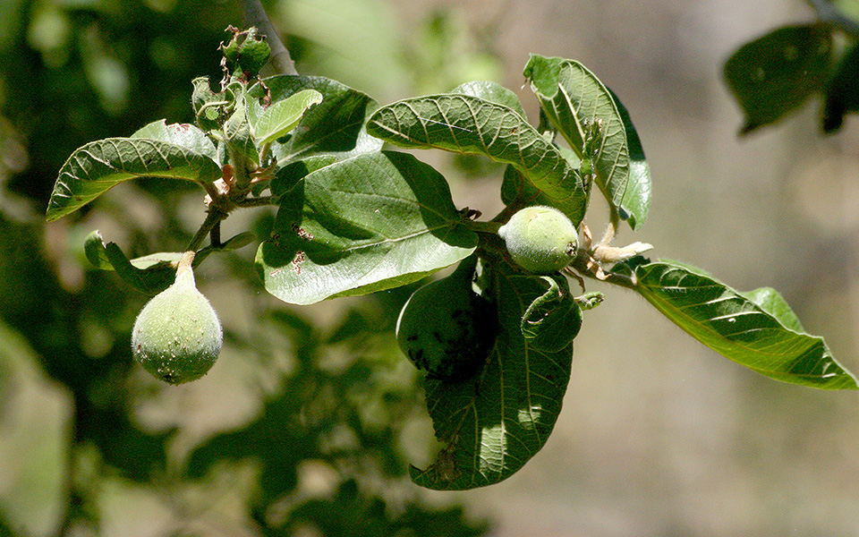 Fruit of fig tree
