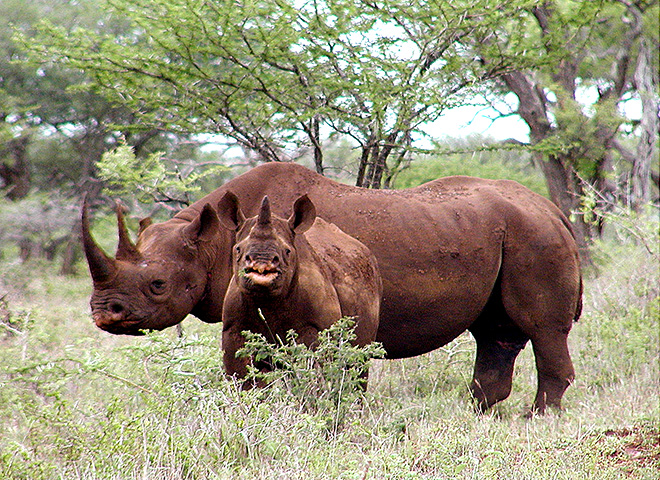 Black rhinos, aggressive by nature, are particularly irritable when they have offspring